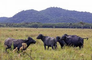 Cria��o de b�falos fortalece economia no Vale do Ribeira, mas manejo inadequado prejudica o solo